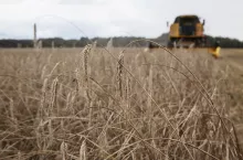 Mokre zboże koszone w żniwa