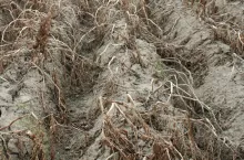 desykacja naci ziemniaczanej