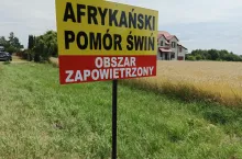 W Polsce potwierdzono 7. i 8. ognisko ASF. Gdzie?