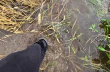 zalane pola na żuławach wiślanych