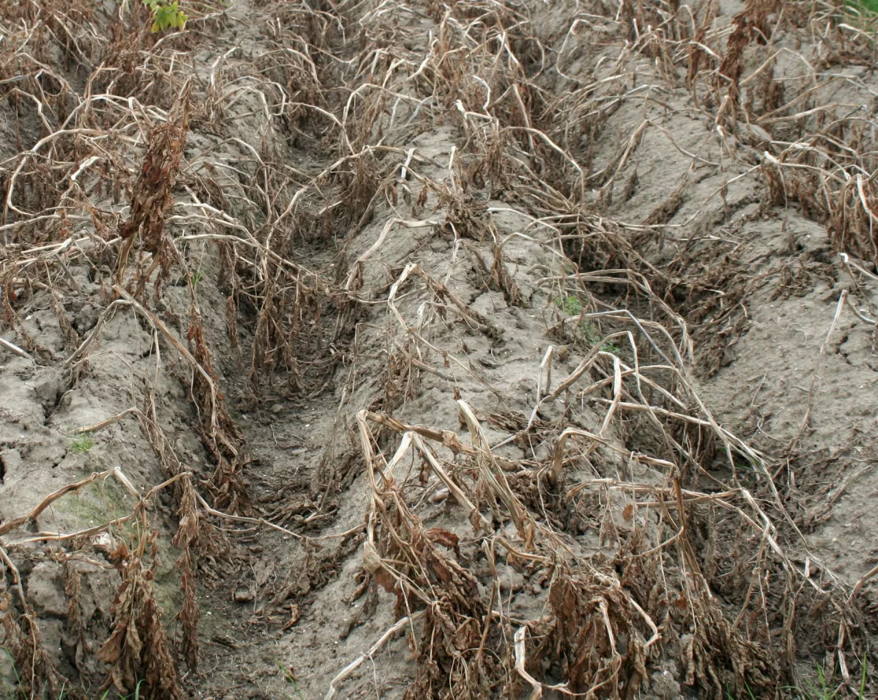 desykacja naci ziemniaczanej