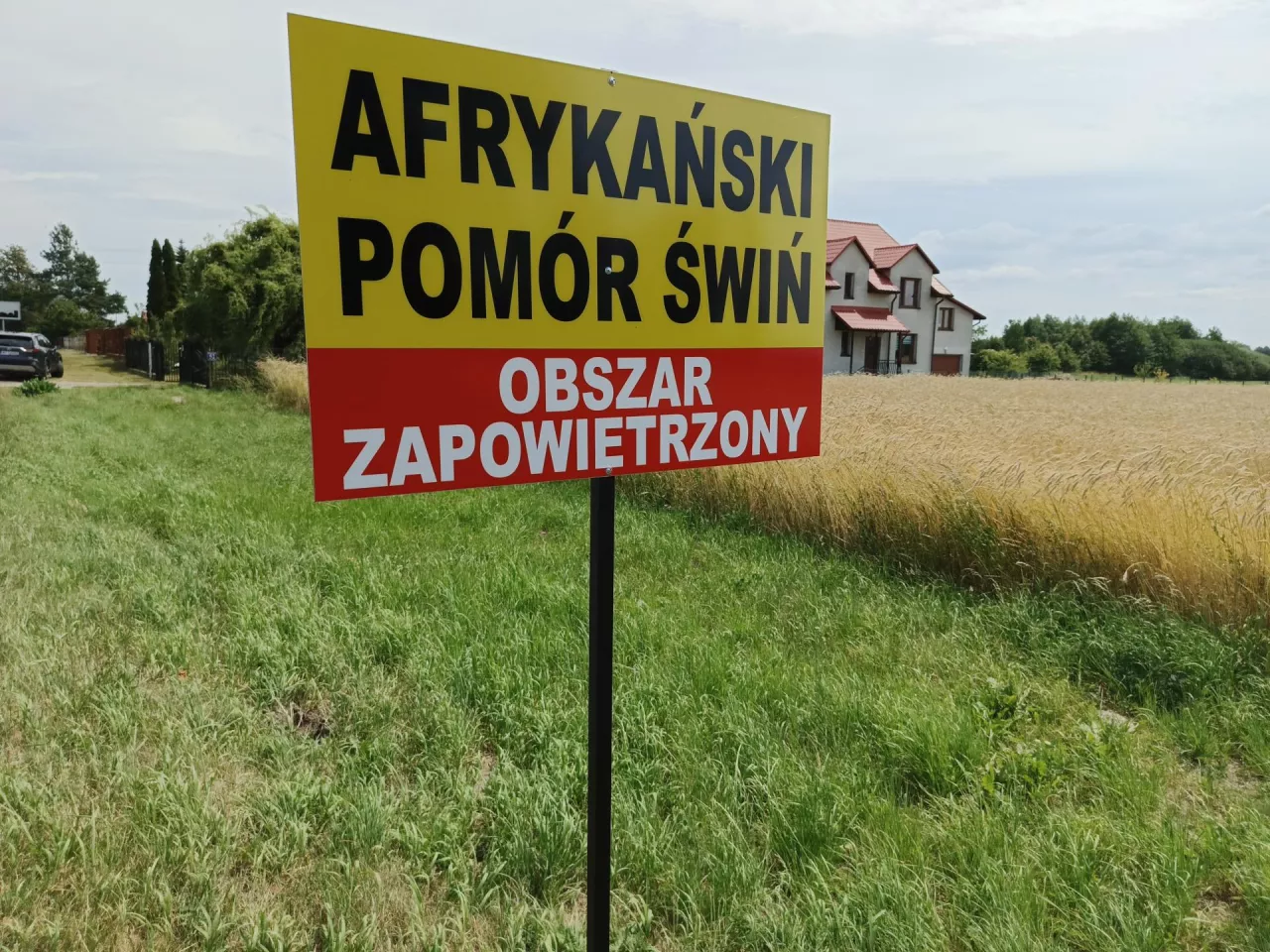 W Polsce potwierdzono 7. i 8. ognisko ASF. Gdzie?