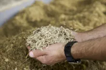 Wysłodki, wysłodki buraczane, cukrowanie, żywienie zwierząt