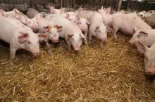 Jakie są ceny tuczników w Polsce?