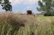 Rzepak koszony i jeszcze zielony