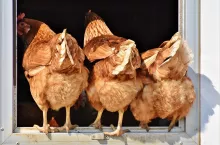 Co z eksportem drobiu do Chin? Polska ponawia rozmowy