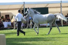 W tym roku Janów Podlaski znowu stanie się na kilka dni światowym centrum końskiego rynku 