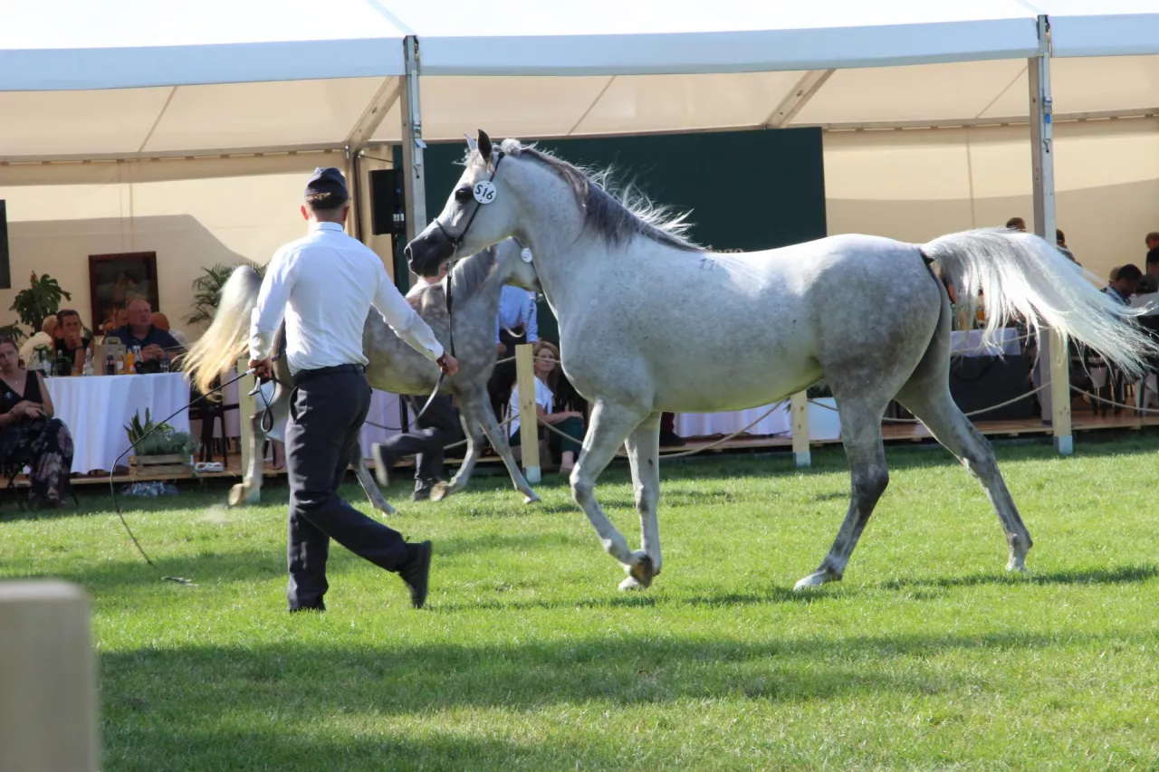 W tym roku Janów Podlaski znowu stanie się na kilka dni światowym centrum końskiego rynku 