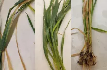 zakażenia bakteryjne zbóż wywołane przez Pantoea ananatis