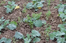 Rośliny bobowate zasiane współrzędowo wschodzące w rzepaku ozimym