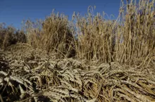 Zwałowana pszenica na polu