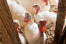 Kolejne ognisko rzekomego pomoru drobiu. Zakażone tysiące ptaków