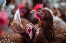 Ukraiński gigant drobiarski inwestuje w Hiszpanii. Co to oznacza dla unijnego rynku?