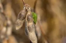Odorek sojowy (Nezara viridula) na strąkach soi.