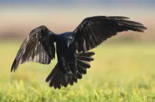 odstraszanie ptaków z pola