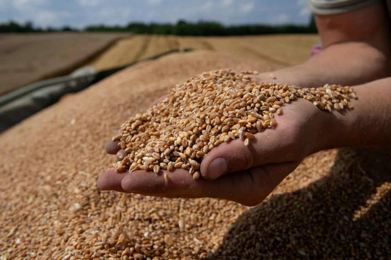 Ziarno pszenicy na ręcach