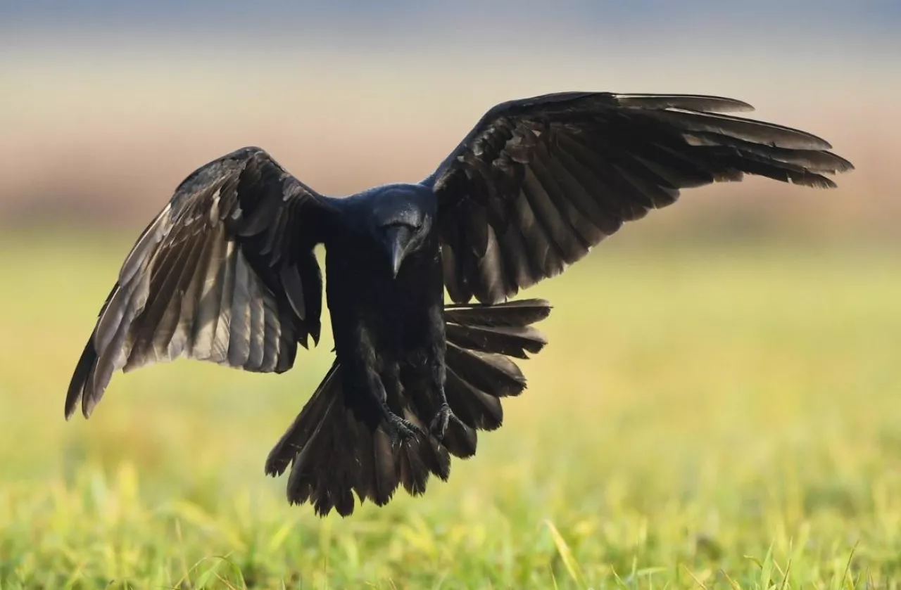 odstraszanie ptaków z pola