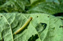 Gąsienica słonecznicy orężówki na liściu soi