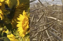 rzepak i słonecznik