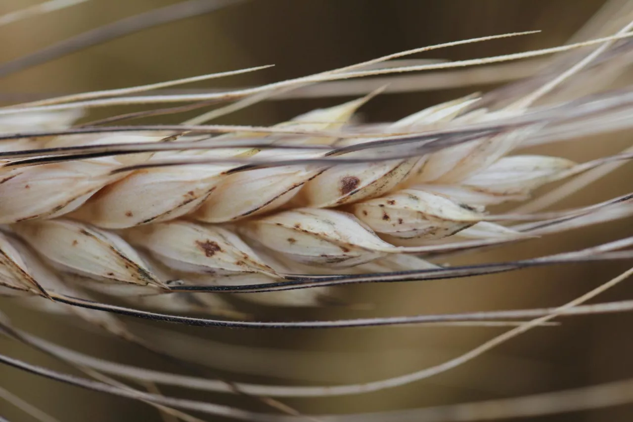 Kłos pszenicy durum z ciemnymi plamami, Analiza pod lupą ujawnia, że to mączniak prawdziwy.