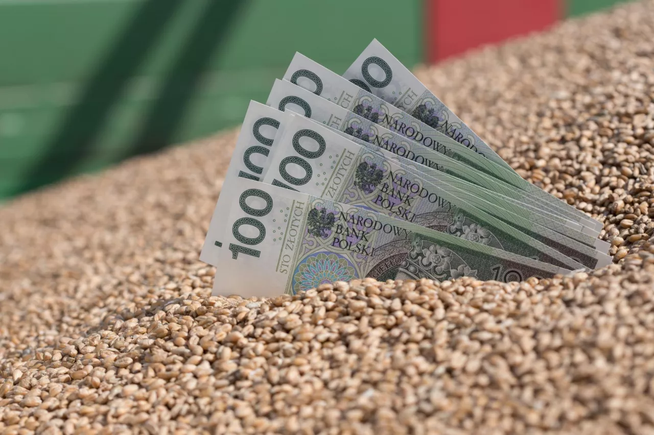 Pieniądze w ziarnie pszenicy