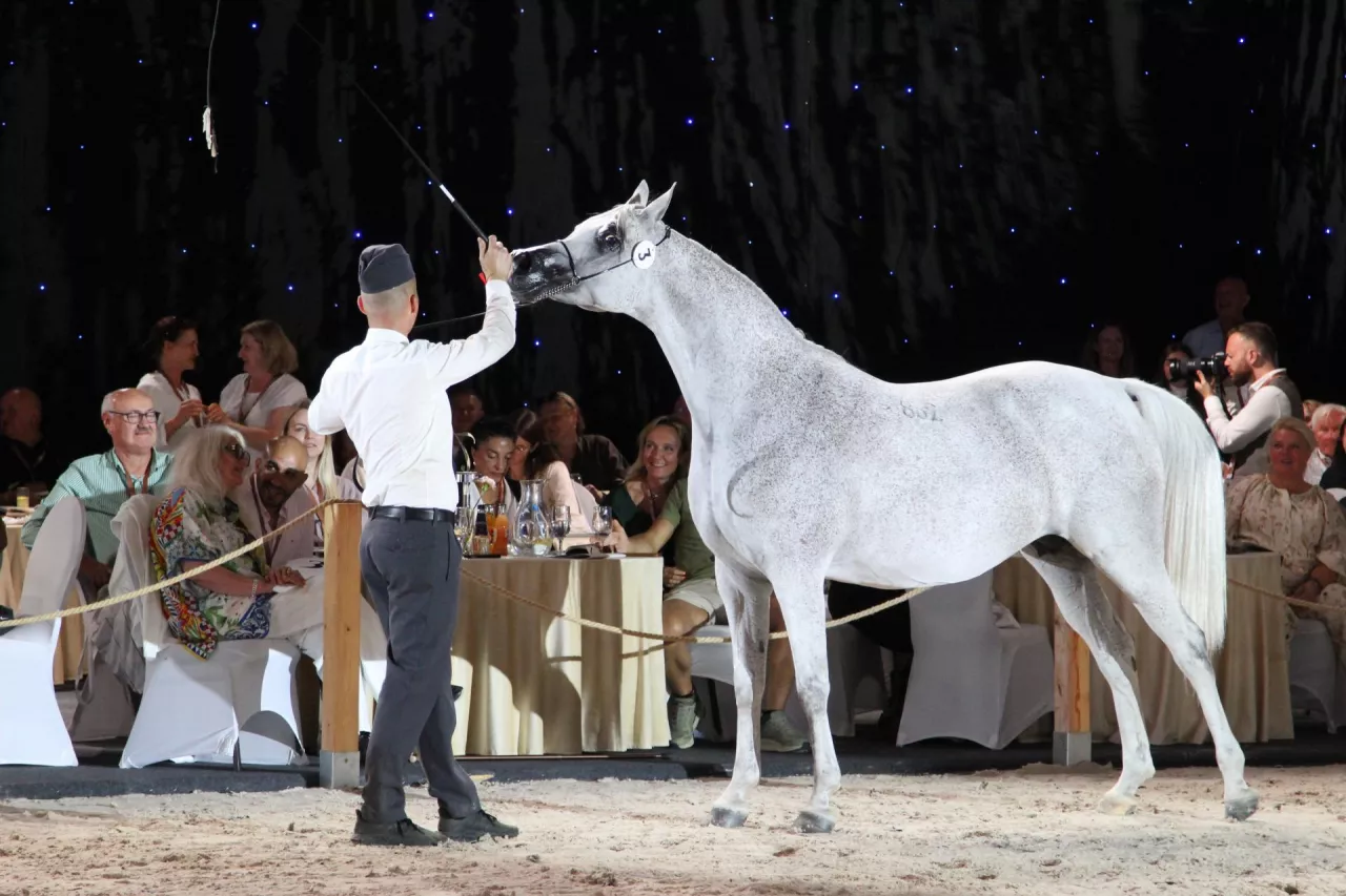 Zdecydowanie najdroższa okazała się 11-letnia klacz Adelita ze stadniny w Janowie Podlaskim, którą sprzedano za 430 tys. euro