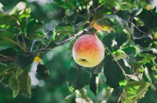 Dowiedz się, jak chronić owoce w sezonie deszczowym? Weź udział w webinarze 13 sierpnia, godz. 20:00!