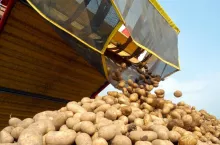 ceny ziemniaków 2025