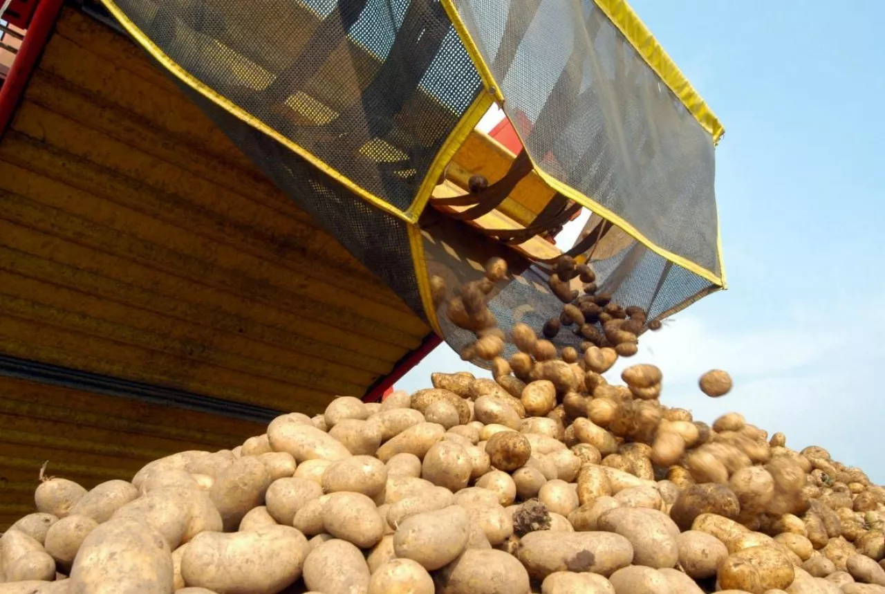 ceny ziemniaków 2025