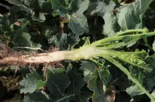 Objawy niedoboru boru na korzeniu rzepaku 