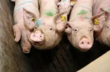 Chiny planują wybić prawie milion loch