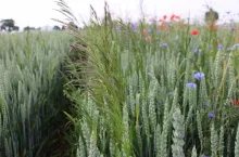 Miotła zbożowa, łan zboża, zwalczanie chwastów w zbożach