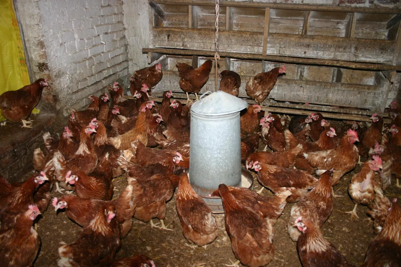 W Polsce pojawiły się nowe ogniska rzekomego pomoru drobiu. Gdzie?