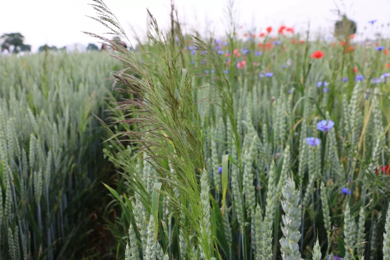 Miotła zbożowa, łan zboża, zwalczanie chwastów w zbożach