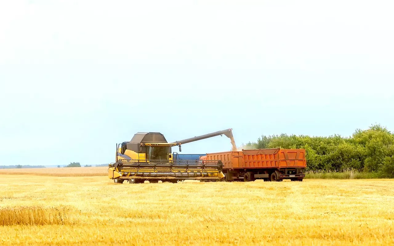 kombajn, żniwa, zboże, pszenica, ciężarówka, rolnictwo