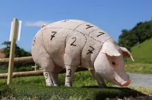 Model świni z zaznaczonymi numerami i liniami podziału tuszy rzeźnej.