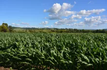 Co to jest „pot kukurydziany” i kiedy występuje?