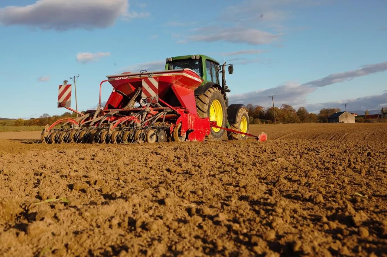 siew rzepaku pszenicy ozimej obsada sierszenska