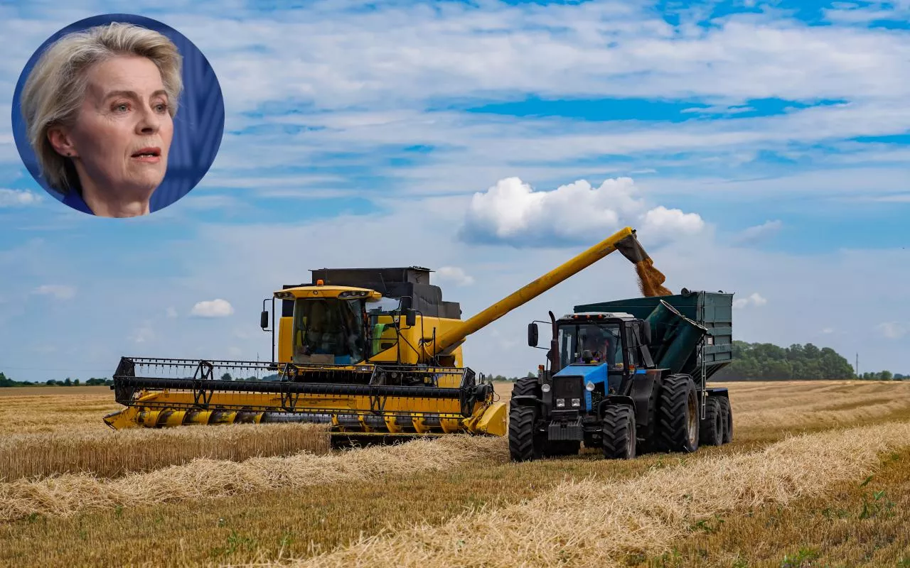 Traktor Belarus 82 z przyczepą odbiera zboże z kombajnu na polu w trakcie żniw. Na zdjęciu widoczna twarz przewodniczącej Komisji Europejskiej Ursuli von der Leyen