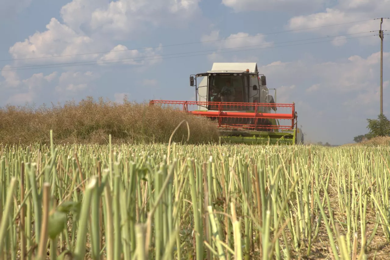 Końcówka rzepakowych żniw