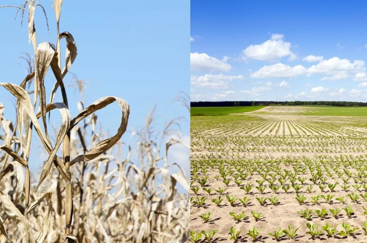 susza rolnicza 2025
