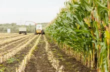 kukurydza na kiszonkę ile kosztuje zbiór