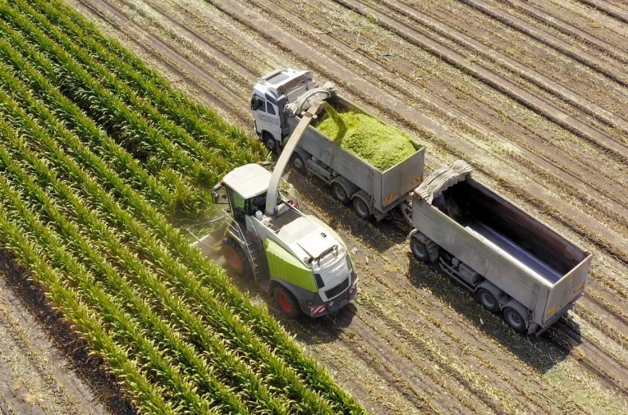 Zbiór kukurydzy na kiszonkę