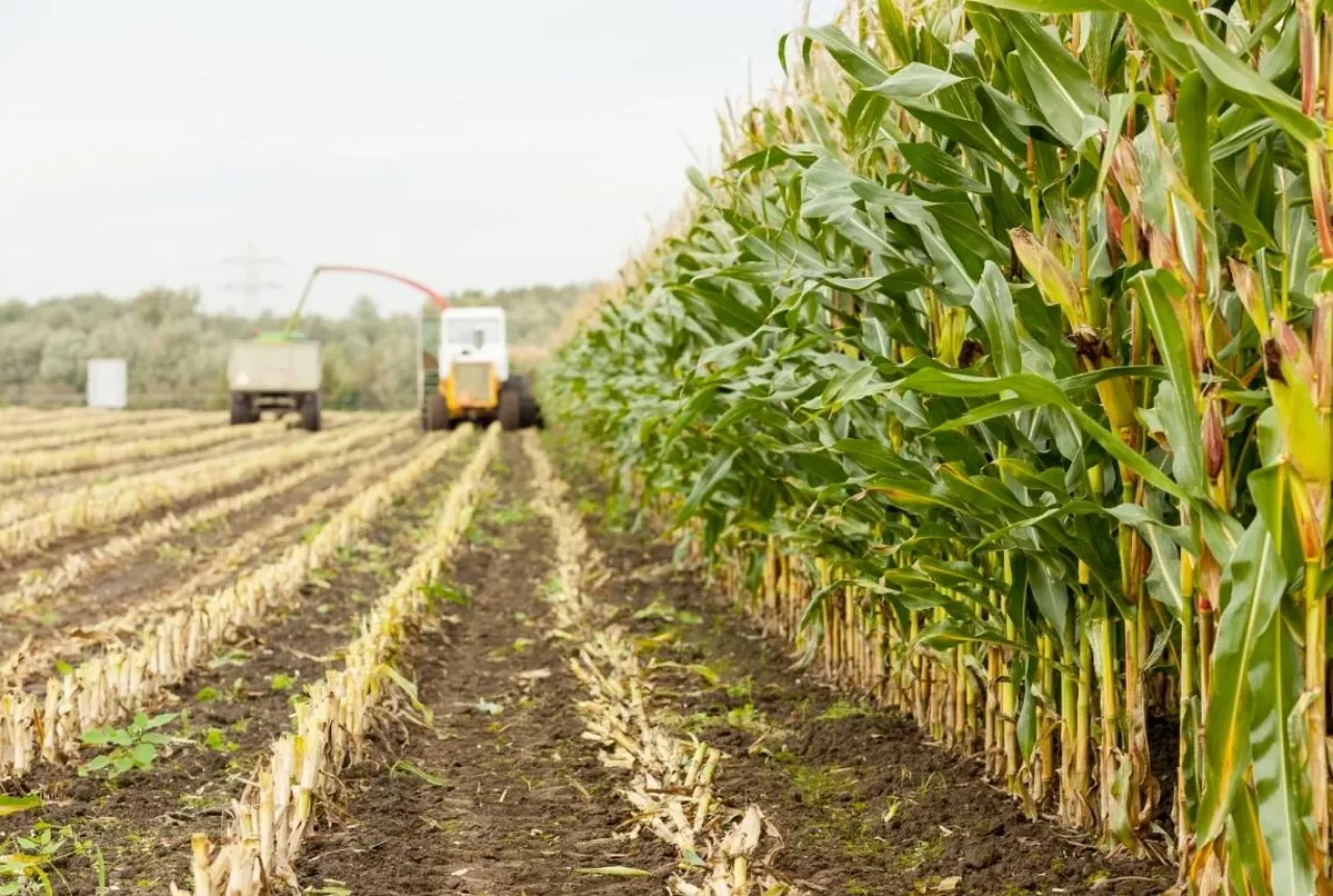 kukurydza na kiszonkę ile kosztuje zbiór