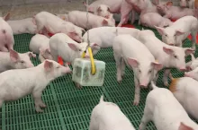 Ceny warchlaków w sierpniu 2025. Ile kosztują duńskie i krajowe prosięta?