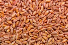 zaprawiony materiał siewny