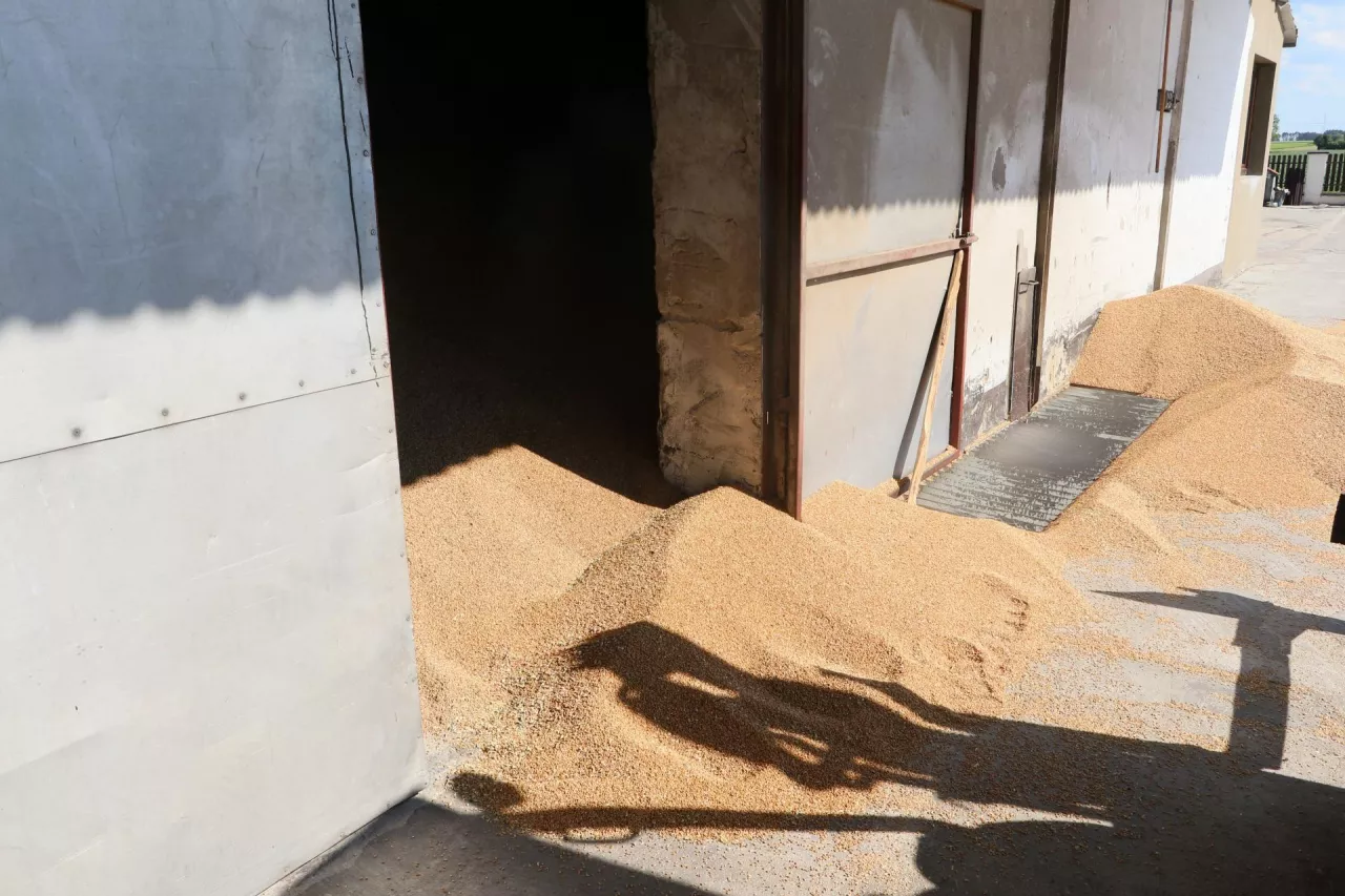 Zboże wypełnia magazyny skupowe