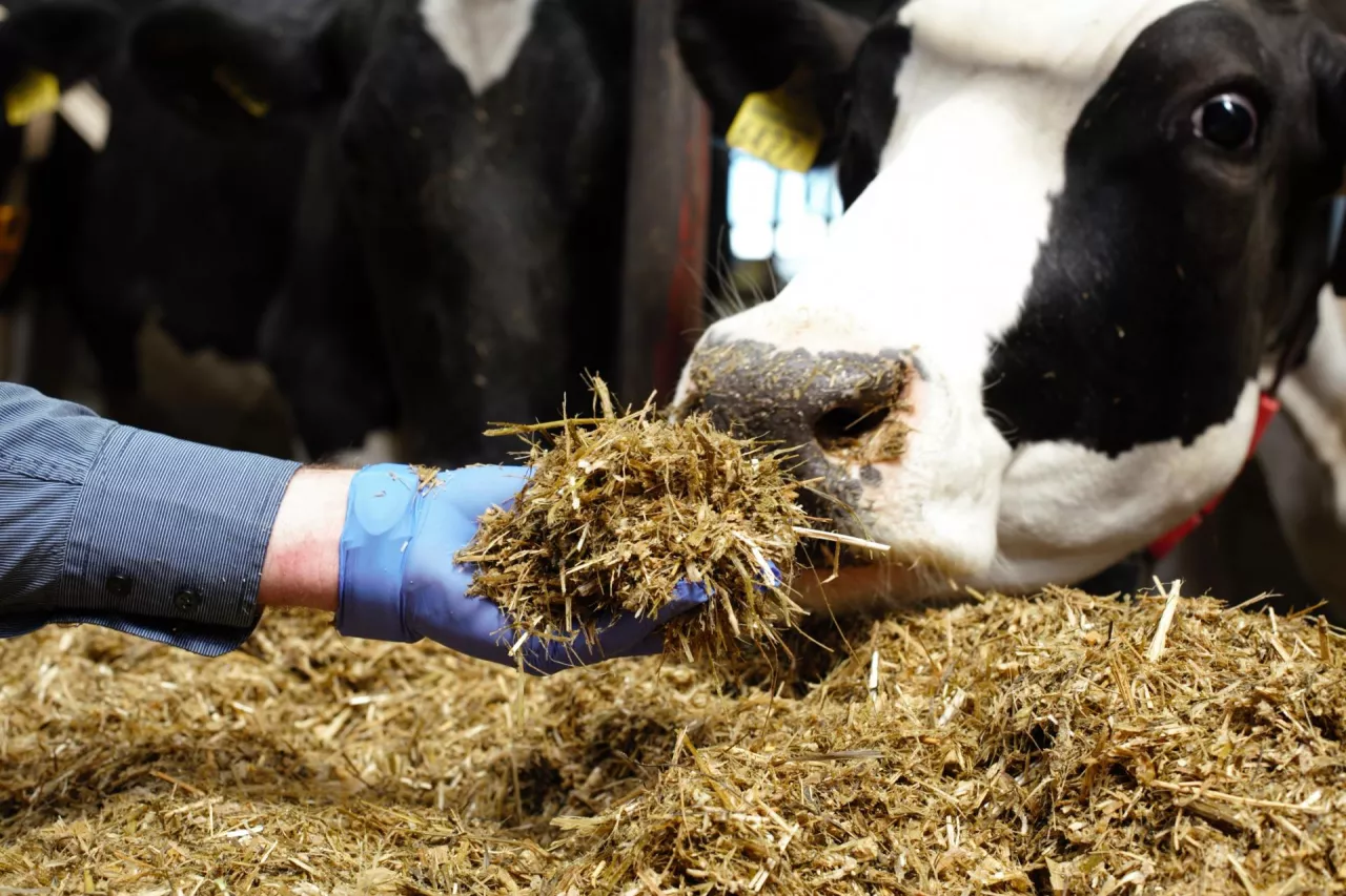 TMR, pasza, kiszonka, żywienie