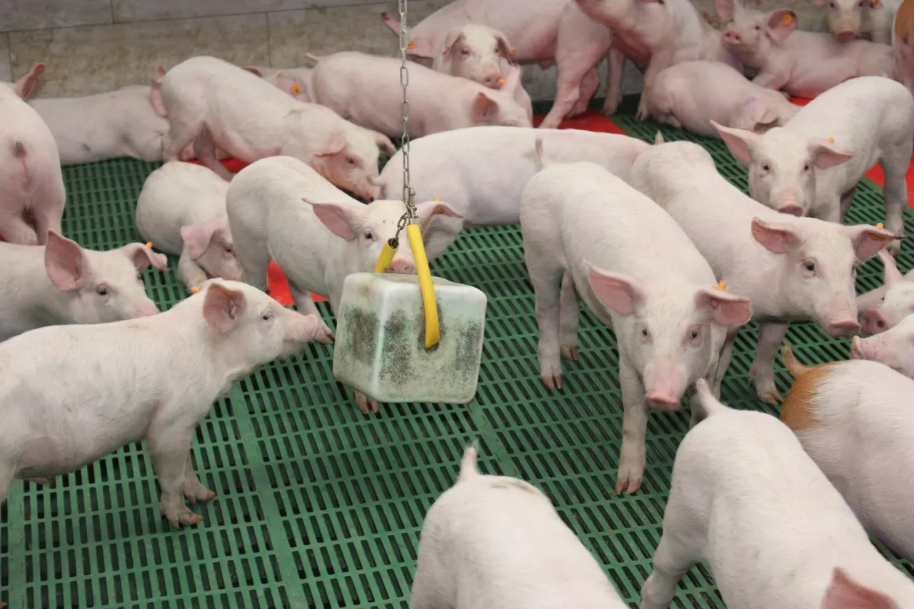 Ceny warchlaków w sierpniu 2025. Ile kosztują duńskie i krajowe prosięta?