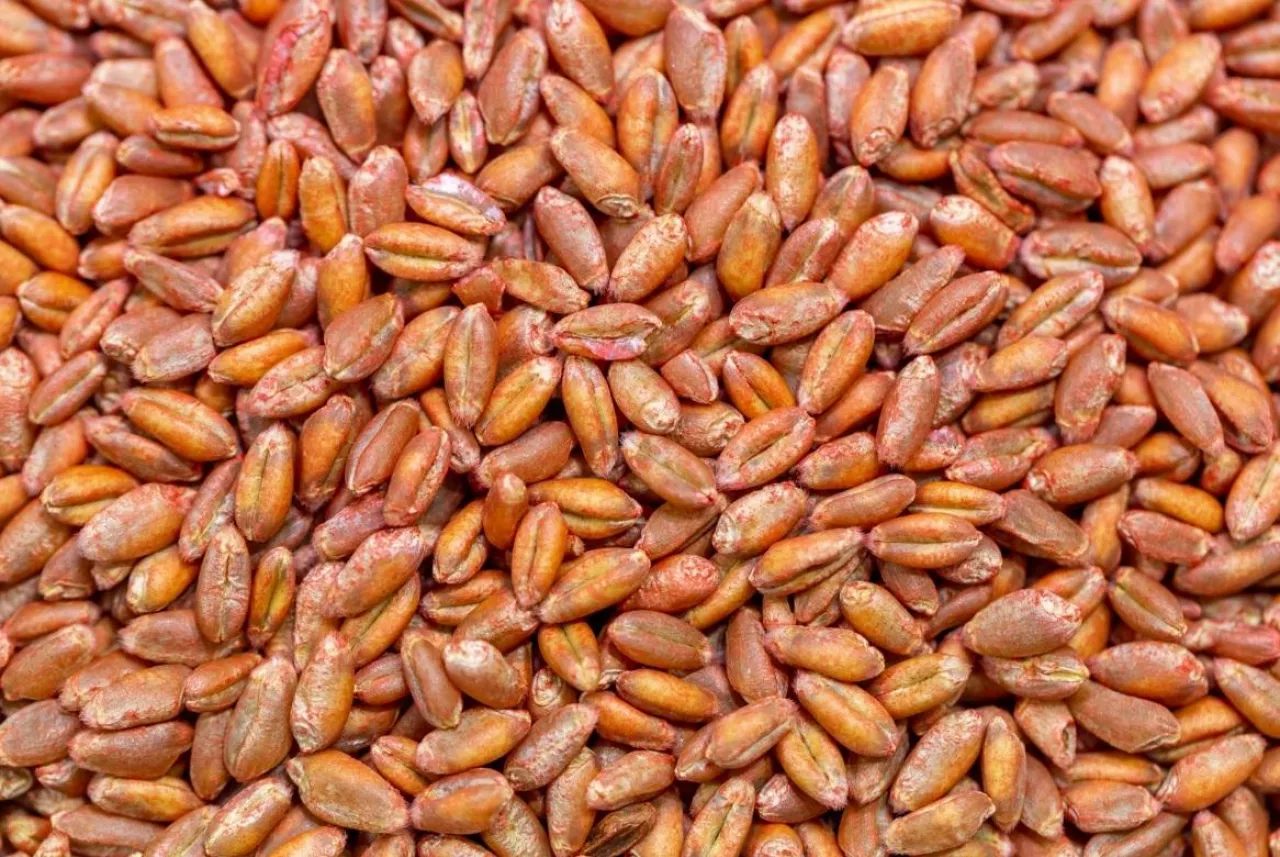 zaprawiony materiał siewny